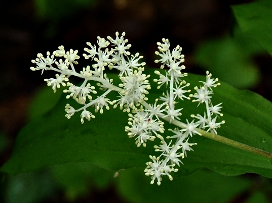 {Maianthemum racemosum}